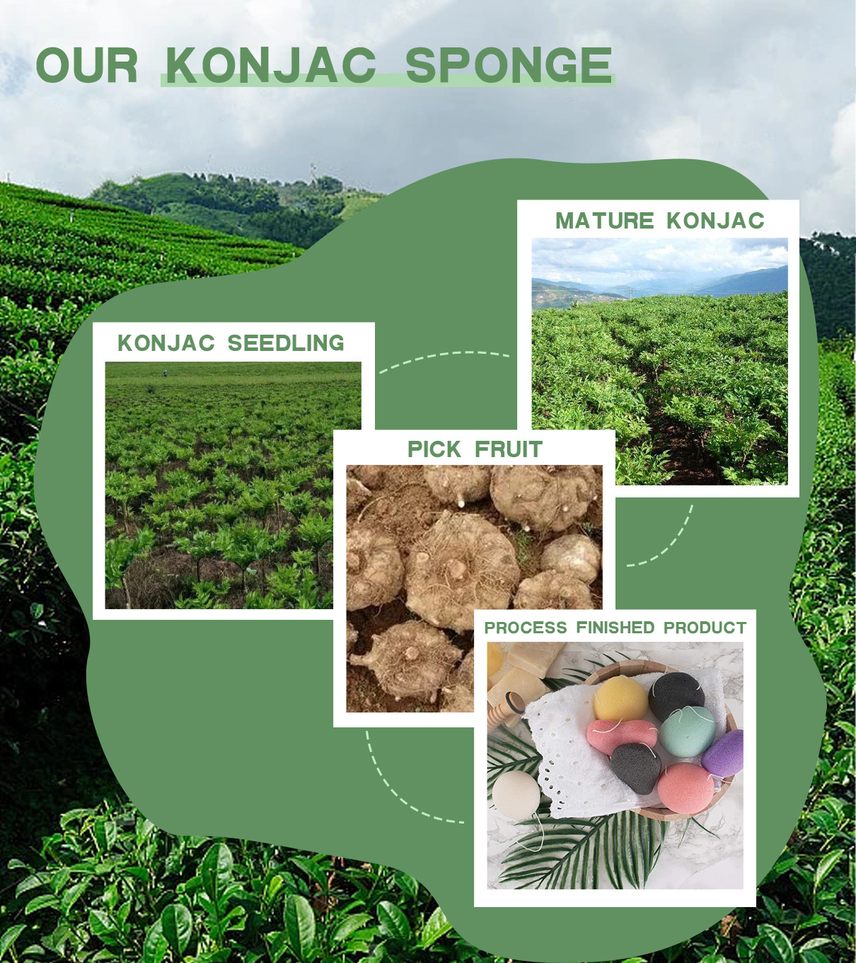najnowsza sprawa firmy na temat Gąbki Konjac Pochodzą Z Bulwy Rośliny Konjac